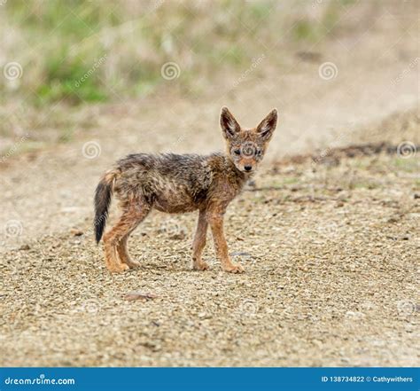 Black-backed Jackal Pup stock photo. Image of nature - 138734822