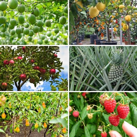 Download Beginner Fruit Garden PNG