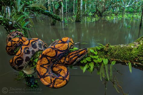 Reptile Facts - creatures-alive: (via 500px / Rainbow boa by...