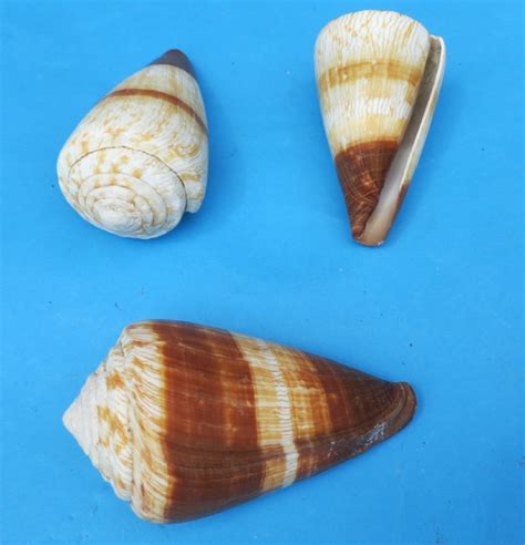 2-1/2 inches Small Soldier Cone Shells in Bulk, Conus Miles - $5.40 a dozen