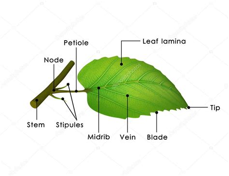 [DIAGRAM] Layers Of A Leaf Diagram - MYDIAGRAM.ONLINE