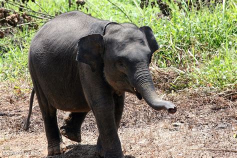 Baby Sumatran elephant [sumatra_9182]