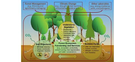 The current status and future trends of forest understory vegetation