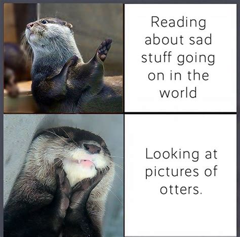 Relatable — The Daily Otter | Otters funny, Funny animal pictures, Otter meme