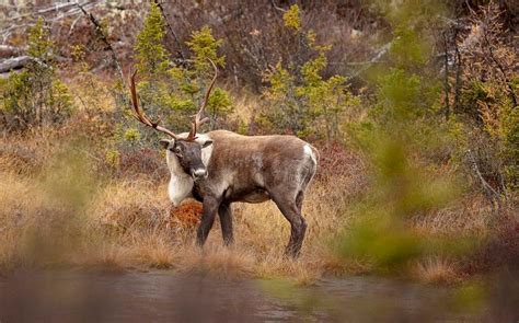 Which Canon Lenses For Wildlife Photography Do Experts Use?