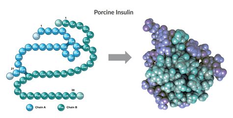 Dorothy Hodgkin’s Discovery of Insulin's 3D Structure