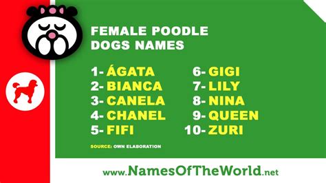 10 female poodle dogs names