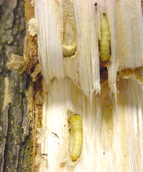 Emerald Ash Borer | Public | Clemson University, South Carolina