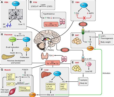 Thyroid Hormone Regulation of Metabolism | Physiological Reviews