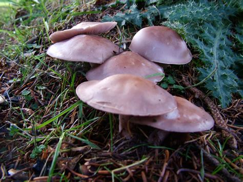 Lepista nuda (Wood Blewit)2502 | synonyms: Pied bleu, Rhodop… | Flickr