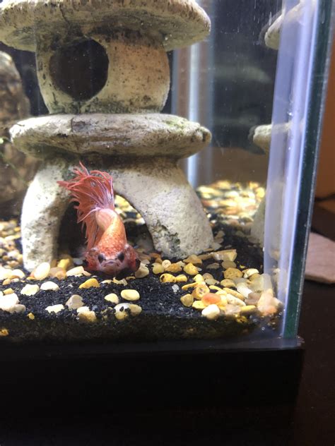 My new boy is very angry : r/bettafish