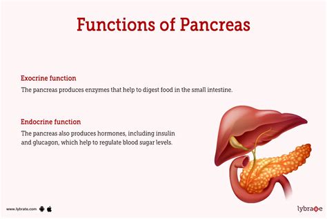 Pancreas Gland Function