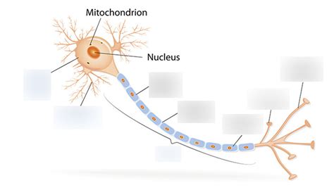 axon terminal diagram - NaelaZeineb