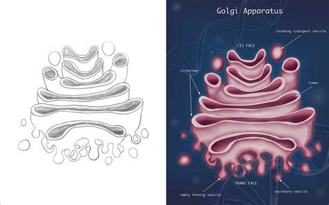 Golgi Apparatus Sketch at PaintingValley.com | Explore collection of Golgi Apparatus Sketch