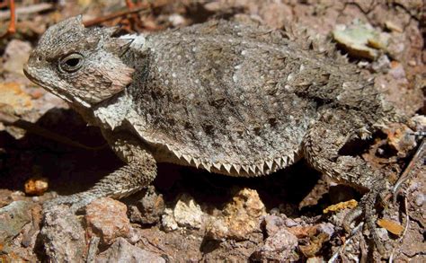 Horned Lizard Species of North America - Horned Lizard Conservation Society