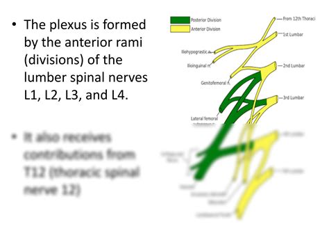 SOLUTION: Lumbosacral plexus and cutaneous innervation of the lower - Studypool