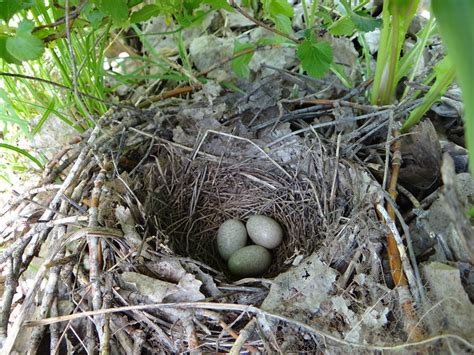 Brown Thrasher Nest | Flickr - Photo Sharing!