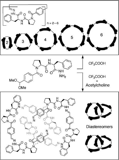 Dynamic combinatorial library for catenane synthesis. | Download ...