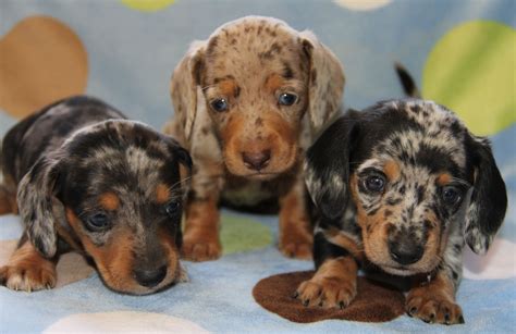 Dachshund Puppies For Sale In Michigan Cheap | Dachshund puppy ...