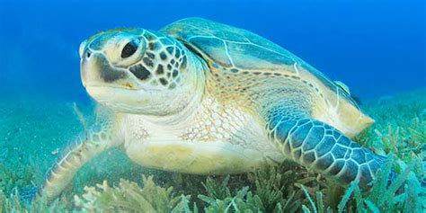 Learn about green sea turtle migration at Topsail Hill Preserve State Park April 19 - Walton ...