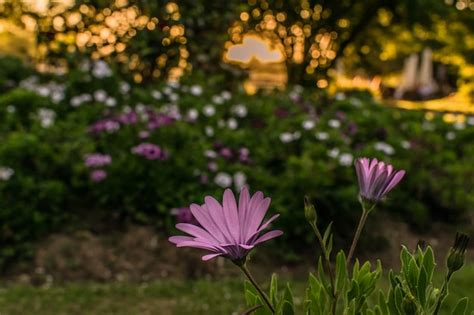 Premium Photo | Group of flowers in the park or garden at sunset