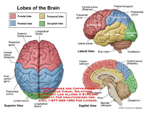 Lobes of the Brain