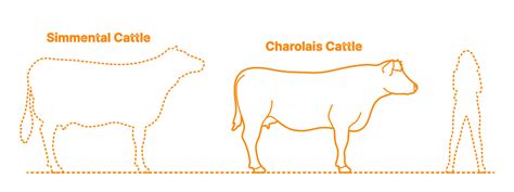 Charolais Cattle Dimensions & Drawings | Dimensions.com