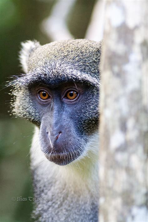 Guenon at the Ruins of Gedi -20060922 _MG_8966 | The guenons… | Flickr