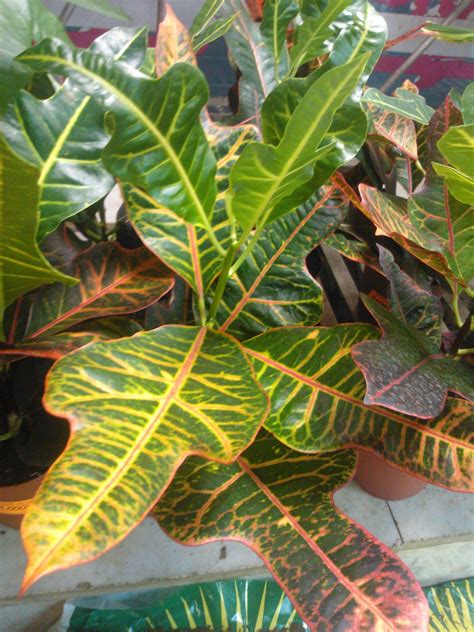 Croton Plant Care Tips: growing, planting, cutting, pruning. Diseases, pests, leaves, seeds