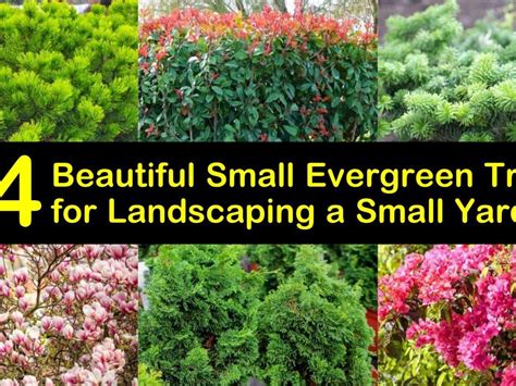 Columnar Evergreen Trees For Small Gardens | Fasci Garden