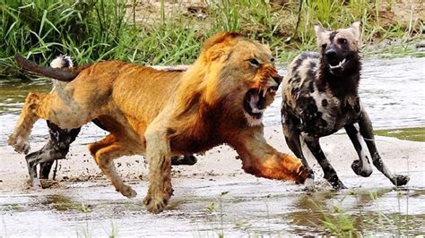 LION VS HAYNA FIGHT - YouTube