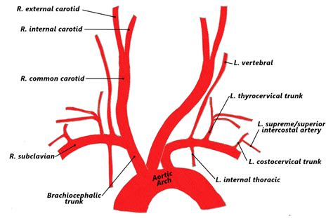 aortic arch branches | Arteries, Arteries anatomy, Subclavian artery