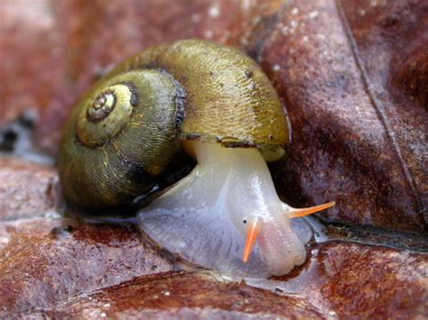 Gastropods (Class Gastropoda) · iNaturalist NZ