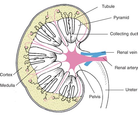 Kidney Diagram Labeled