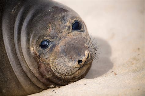 Northern elephant seal | Animals | Monterey Bay Aquarium