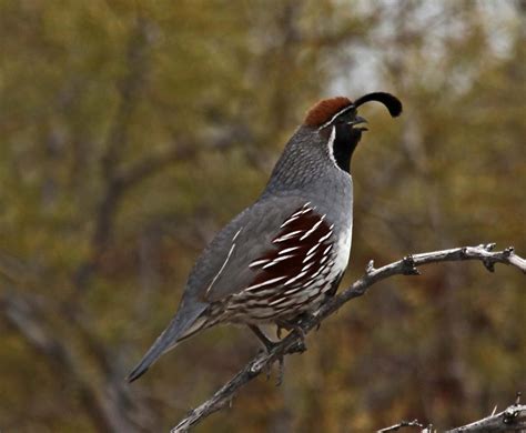 The Disappearance of the Himalayan Quail: A Story of Habitat Destruction and Extinction - Save ...