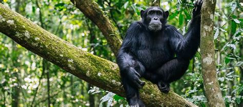 Kibira National Park | Burundi Wildlife Safari Destinations