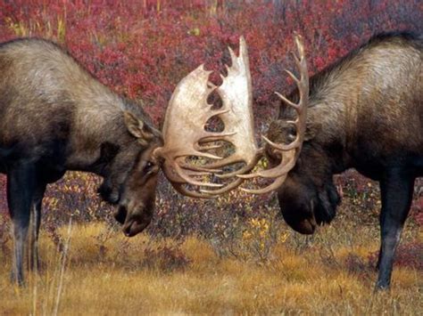 Bull Moose Face Off - Denali National Park, Alaska, photo by Michael ...