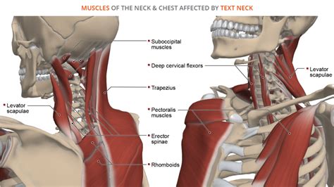 Cervical Disc Diagram