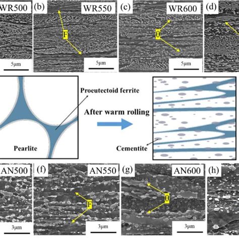 The microstructure of pseudoeutectoid steel after warm rolling (a)... | Download Scientific Diagram