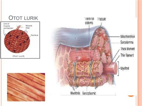 Mekanisme kerja otot & rangka hewan | PPT