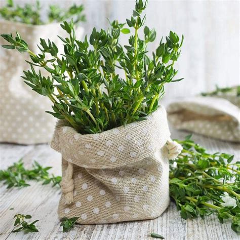 Thyme Seeds | Seeds, Herb seeds, Thyme plant