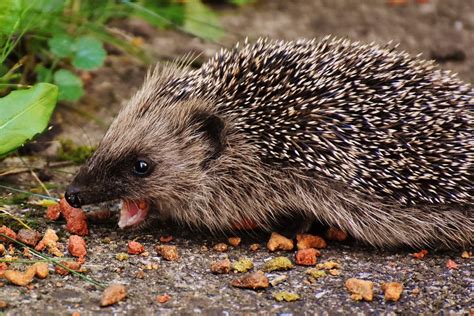 Free Images : nature, prickly, cute, wildlife, meal, autumn, mammal ...