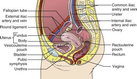 First-Trimester Pregnancy | Radiology Key