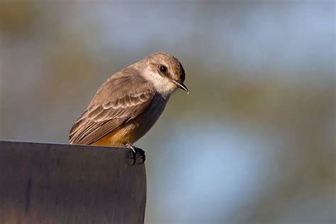 IMG_2173 Female Vermilion Flycatcher | A pretty pose from th… | Flickr