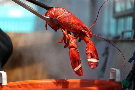 Is getting lobsters high before boiling them more humane? - Vox