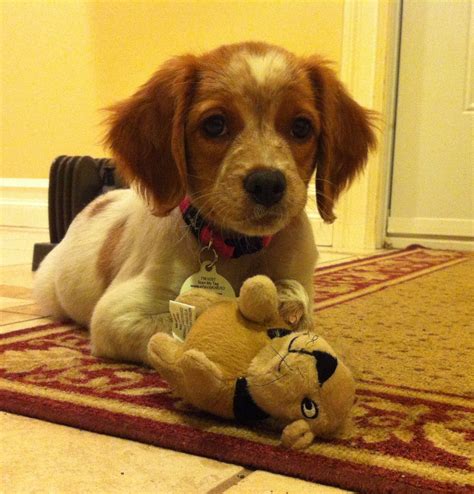 Brittany puppy 9 weeks. Hunting dog in training. | Brittany puppies ...