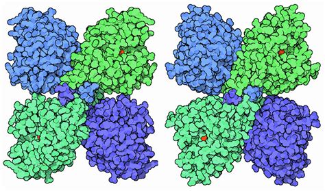 PDB-101: Molecule of the Month: Phenylalanine Hydroxylase