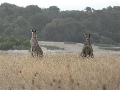 Macropodidae