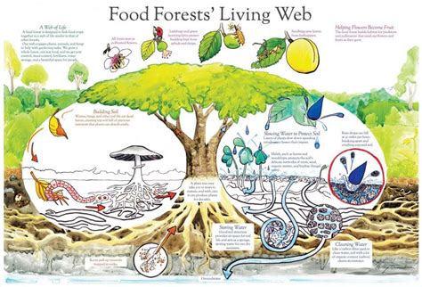 Design Templates For Creating Your Own Food Forest | Woodz | Food forest, Permaculture, Forest ...